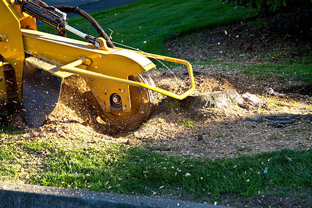 How Our Tree Care Process Works  in New Ulm, MN