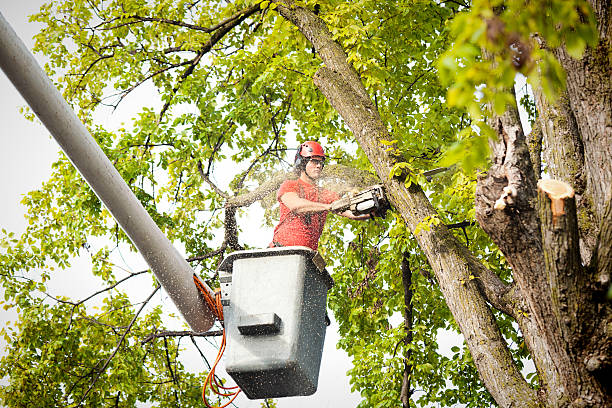 Trusted New Ulm, MN Tree Services Experts